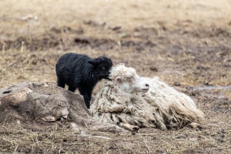Foto de Oveja blanca esponjosa con cordero negro descansando en el suelo de la granja. Animales domésticos que se establecen - Imagen libre de derechos