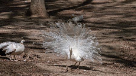 Photo for White Peafowl peacock demonstrating tail. Bird with leucism, white feathers in sunny sandy aviary - Royalty Free Image