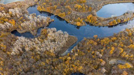 Aerial look down on river curves with autumn golden trees forest on riverbanks