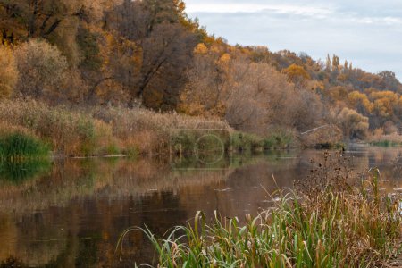 Escena botánica de otoño a lo largo del río Siverskyi Donets en Ucrania con árboles dorados y reflejos