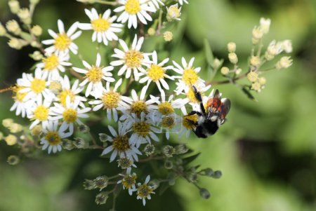 Téléchargez les photos : Wildflowers of Nova Scotia, Canada. Photo de haute qualité - en image libre de droit