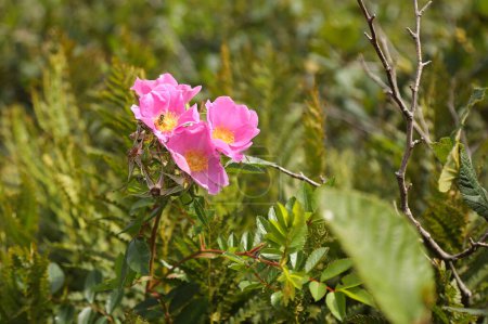 Téléchargez les photos : Wildflowers of Nova Scotia, Canada. Photo de haute qualité - en image libre de droit