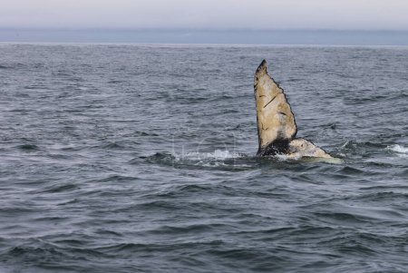 Foto de Cachorro ballena jorobada en la Bahía de Fundy, Canadá. Foto de alta calidad - Imagen libre de derechos