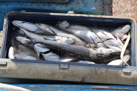 Téléchargez les photos : Poisson fraîchement pêché par les pêcheurs à Cetara, Côte amalfitaine, Italie. Photo de haute qualité - en image libre de droit