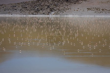 Téléchargez les photos : Flamingos in Laguna Grande, Catamarca, Argentina. High quality photo - en image libre de droit