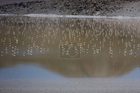 Téléchargez les photos : Flamingos in Laguna Grande, Catamarca, Argentina. High quality photo - en image libre de droit