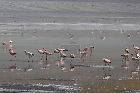 Foto de Flamingos in LAGUNA Grande, Catamarca, Argentina. High quality photo - Imagen libre de derechos