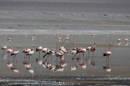 Photo for Flamingos in LAGUNA Grande, Catamarca, Argentina. High quality photo - Royalty Free Image