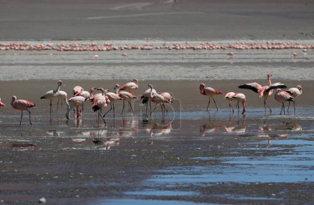 Téléchargez les photos : Flamingos in LAGUNA Grande, Catamarca, Argentina. High quality photo - en image libre de droit