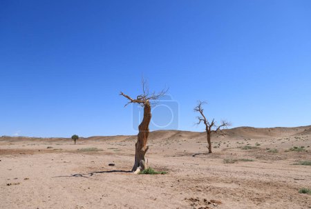 Photo for Oasis desolated in the Gobi desert, Mongolia. High quality photo - Royalty Free Image