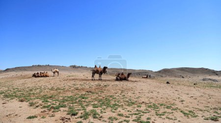 Foto de Camellos en un oasis en el desierto de Gobi, Mongolia. Foto de alta calidad - Imagen libre de derechos
