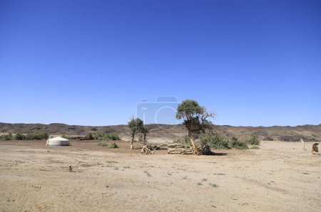 Photo for Oasis desolated in the Gobi desert, Mongolia. High quality photo - Royalty Free Image