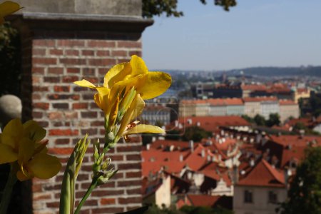 Foto de Flor en los jardines del castillo de Praga. Foto de alta calidad - Imagen libre de derechos