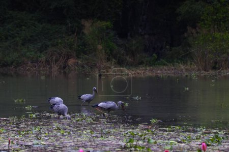 Foto de Grupo de cigüeñas en Ninh Binh. Foto de alta calidad - Imagen libre de derechos