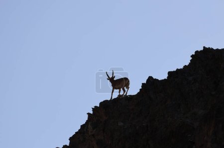 Photo for Siberian Ibex climbing on the rocks of a canyon in Mongolia. High quality photo - Royalty Free Image