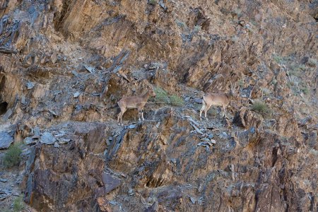 Photo for Siberian Ibex climbing on the rocks of a canyon in Mongolia. High quality photo - Royalty Free Image