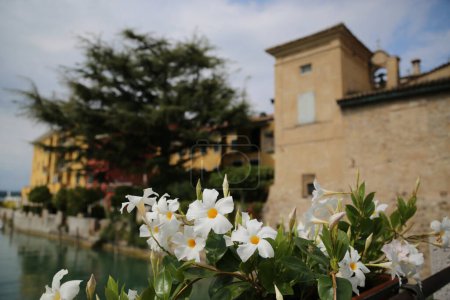 Flowers adorn Lake Garda, Italy. High quality photo