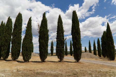 Zypresseninsel in den toskanischen Hügeln nahe Siena. Hochwertiges Foto