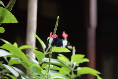 Téléchargez les photos : Heliconius Sara papillon en fleur au Costa Rica. Photo de haute qualité - en image libre de droit