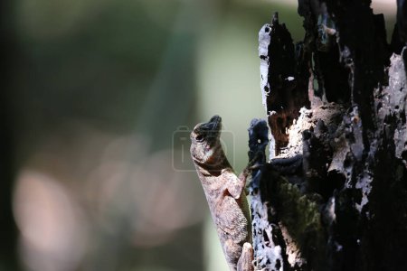 Basilista lizard at Tortuguero in Costa Rica. High quality photo