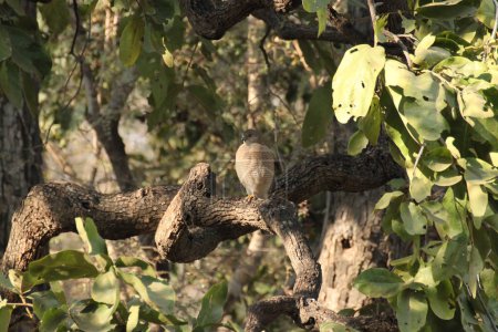 Shikra accipiter badius auf Baum im Ranthambore Nationalpark