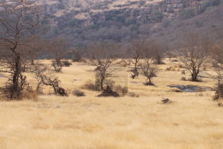 View of Ranthambore National Park, India. High quality photo