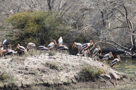 Indian Painted stork in Keoladeo national park also known as Bharatpur bird sanctuary. High quality photo