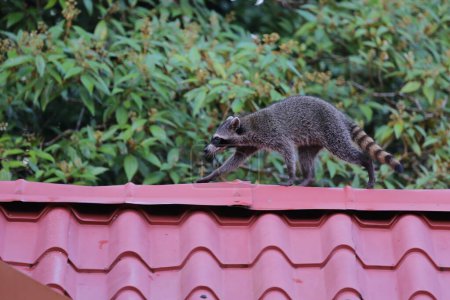Raccoon walks on the roof, Costa Rica. High quality photo