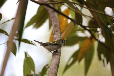 Chestnut sided Warbler , Costa Rica. High quality photo