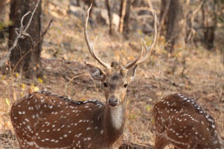 Cerf tacheté, parc national de Ranthambore, Inde. Photo de haute qualité