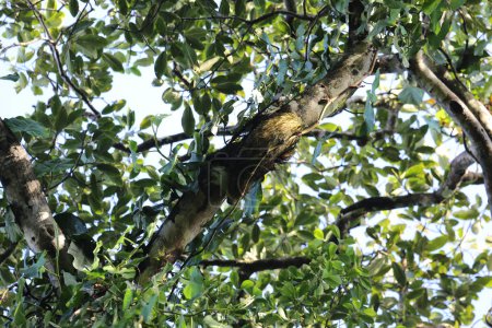 Faultier klettert in Costa Rica auf Baum Hochwertiges Foto