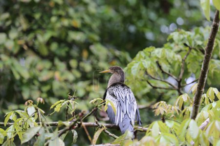 Anhinga im Tortuguero Nationalpark, Costa Rica. Hochwertiges Foto