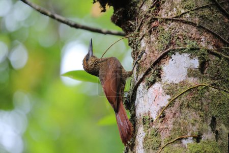 Rain Bird - Northern Barred Woodcreeper, Costa Rica. Hochwertiges Foto
