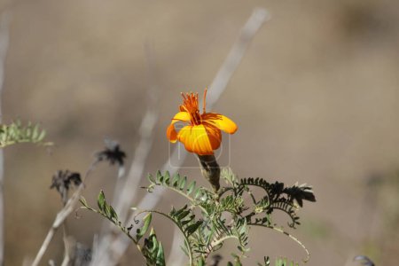 Hermosa flor de los Andes en Perú. Foto de alta calidad