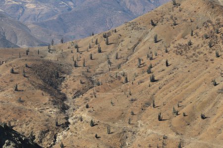Les montagnes arides du Pérou. Photo de haute qualité