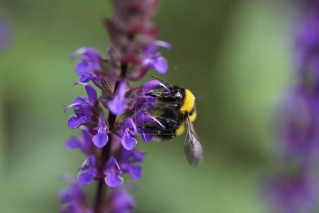 Un abejorro recoge néctar de una flor. Foto de alta calidad
