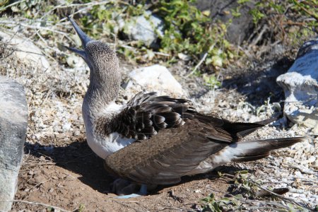 Blue-legged booby protects its nest, Galapagos. High quality photo