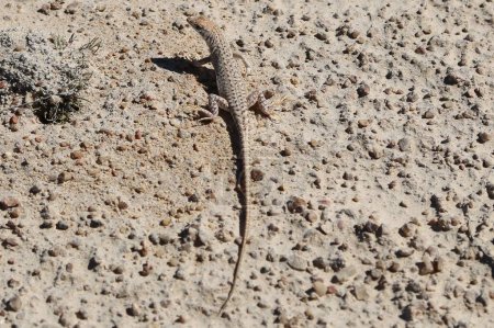 Lizard in the desert near Swakopmund in Namibia. High quality photo