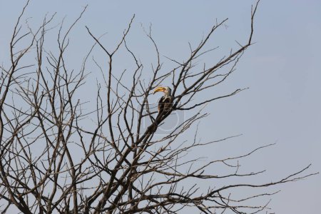 Yellow-billed hornbill on a tree in Etosha National Park, Namibia. High quality photo