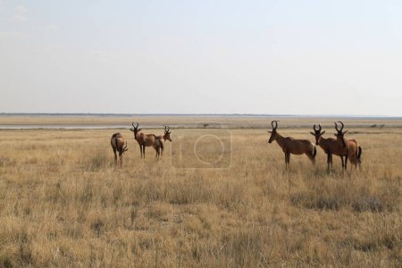 Rotes Hartebeest im Etosha Park, Namibia. Hochwertiges Foto