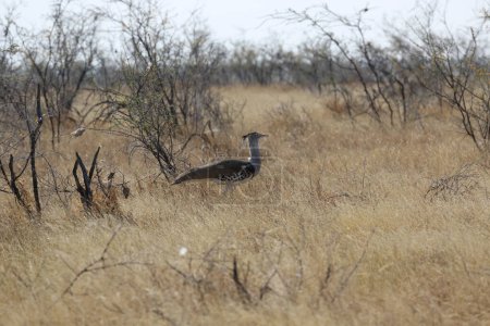 Kori Bustard en el Parque Nacional Etosha, Namibia. Foto de alta calidad
