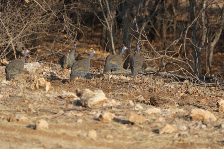 Guineafowl en el Parque Nacional Etosha, Namibia. Foto de alta calidad