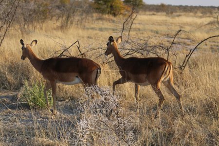 Impala in Etosha National Park, Namibia. High quality photo