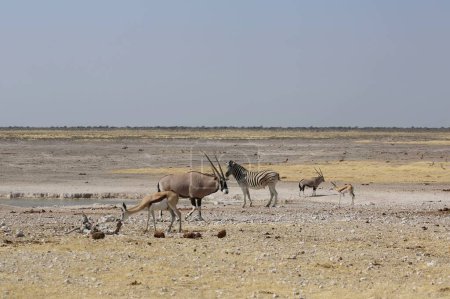 Groupe d'animaux dans le parc national d'Etosha, Namibie. Photo de haute qualité