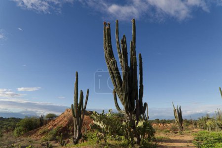 View of the Colombian Tatacoa Desert. High quality photo