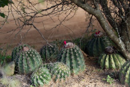 Cactus du désert colombien de Tatacoa. Photo de haute qualité
