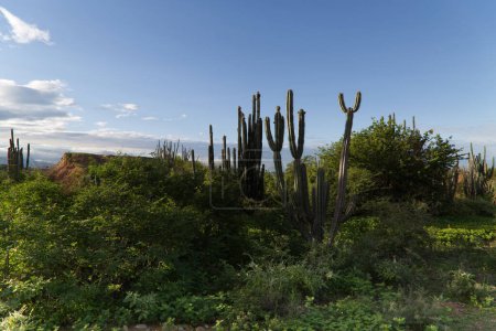 Vista del desierto colombiano de Tatacoa. Foto de alta calidad