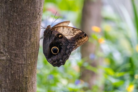 Téléchargez les photos : Beaux oiseaux et papillons dans le papilloramme. Papillons vivants, zoo - en image libre de droit