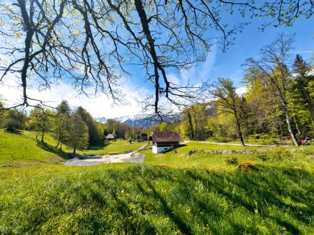 Idyllic spring landscape in Switzerland, showcasing a lush green meadow dotted with wildflowers, a traditional Swiss cottage, and a backdrop of dense forests and distant mountains