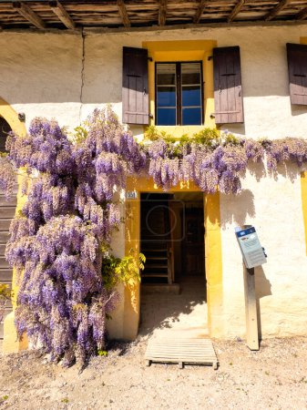 Charming entrance of a traditional house adorned with vibrant wisteria vines, featuring yellow walls, wooden shutters, and a rustic timber roof, under a bright sunny day